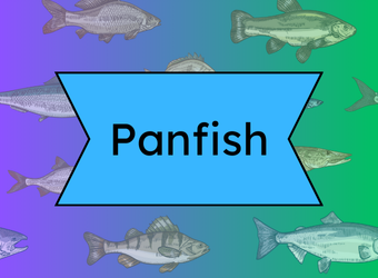panfish button on fish background