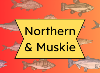 northern & muskie button on fish background